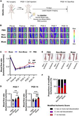 Intravenous administration of human Muse cells recovers blood flow in a mouse model of hindlimb ischemia